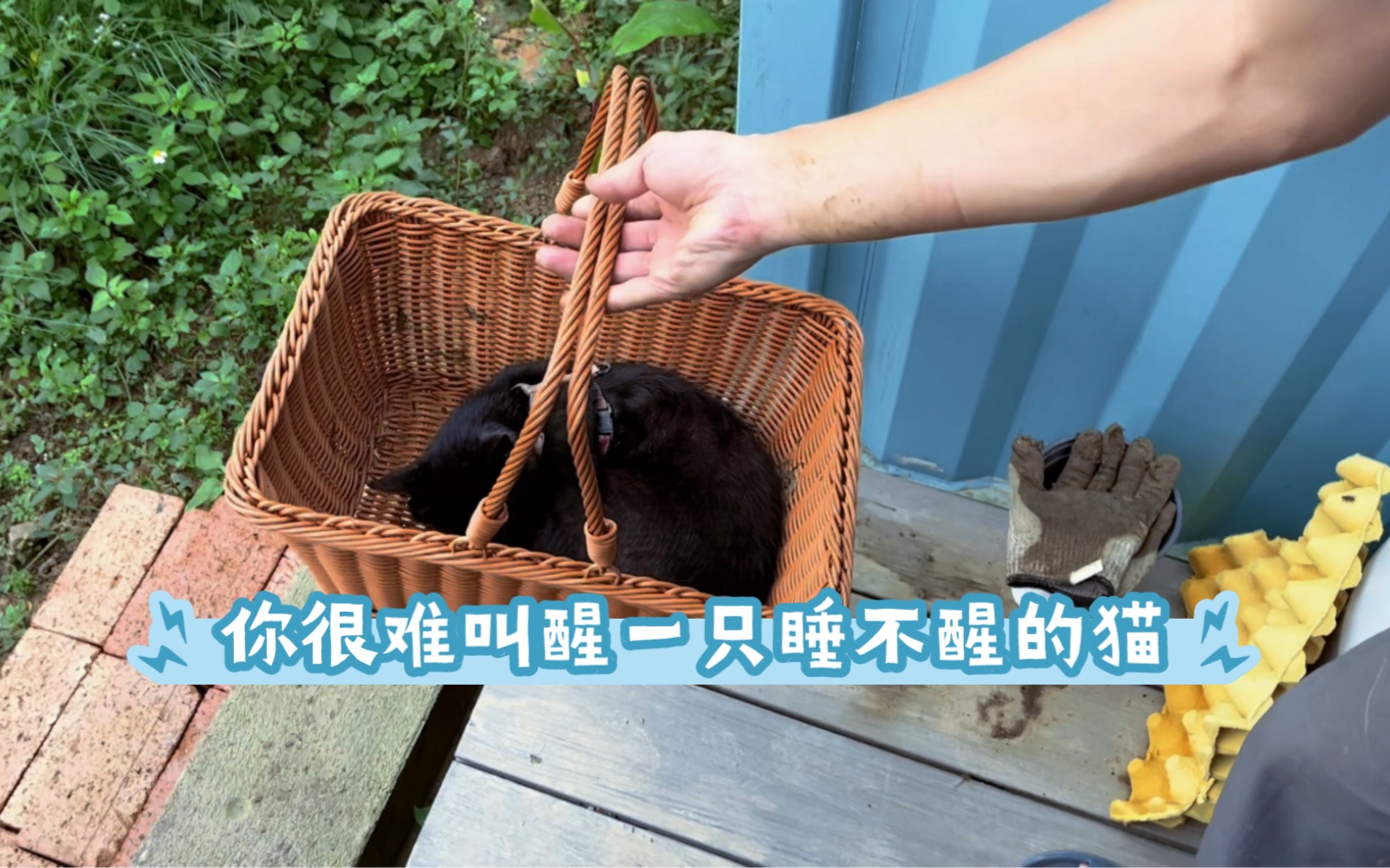 [图]你很难叫醒一只睡不醒的猫