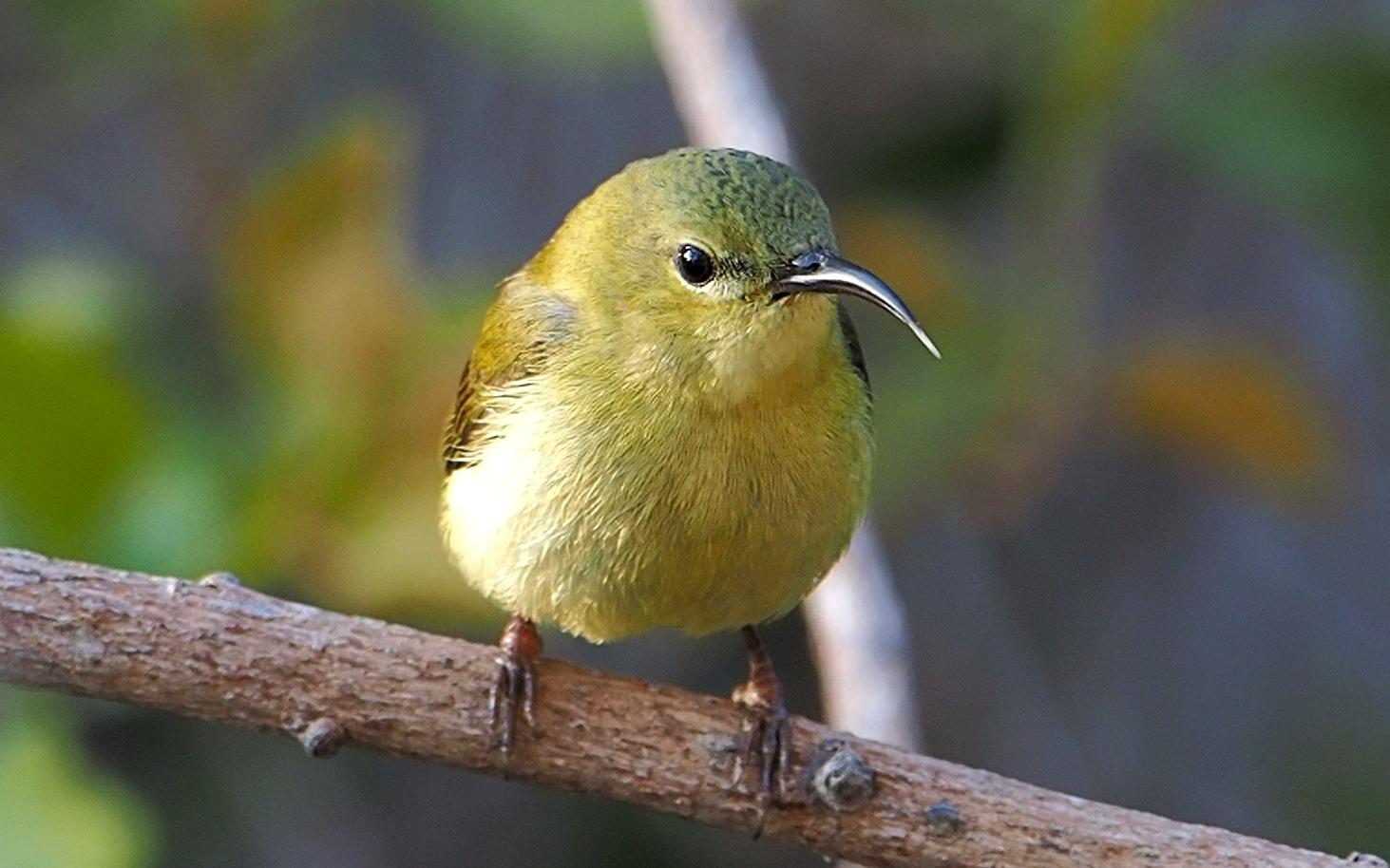 慢动作看看叉尾太阳鸟吐舌头