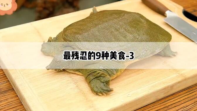 铁板甲鱼,碳烤乳羊,猴脑,这些食物你敢吃吗?