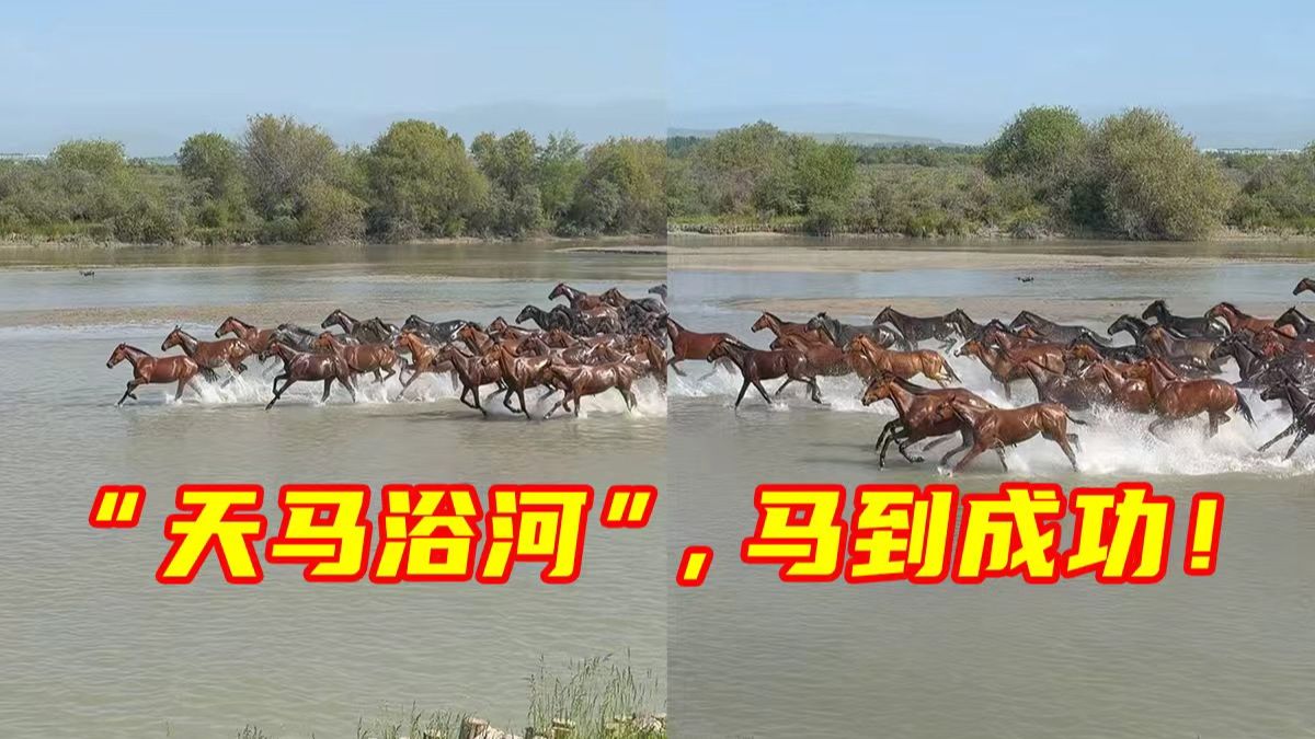 震撼一幕！网友拍下骏马奔腾壮观场面，见“天马浴河”，祝你马到成功！
