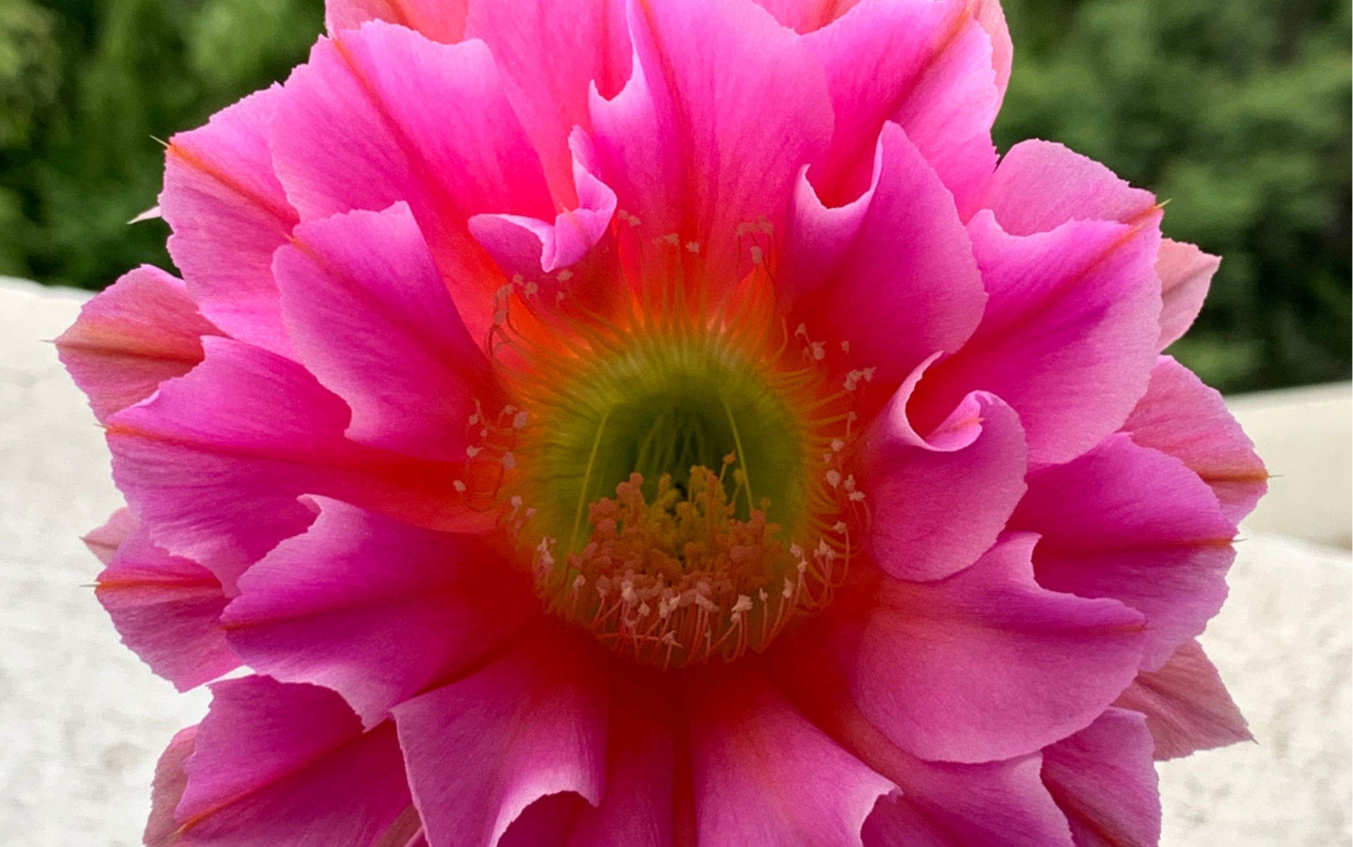 仙人球浓桃筋的开花过程