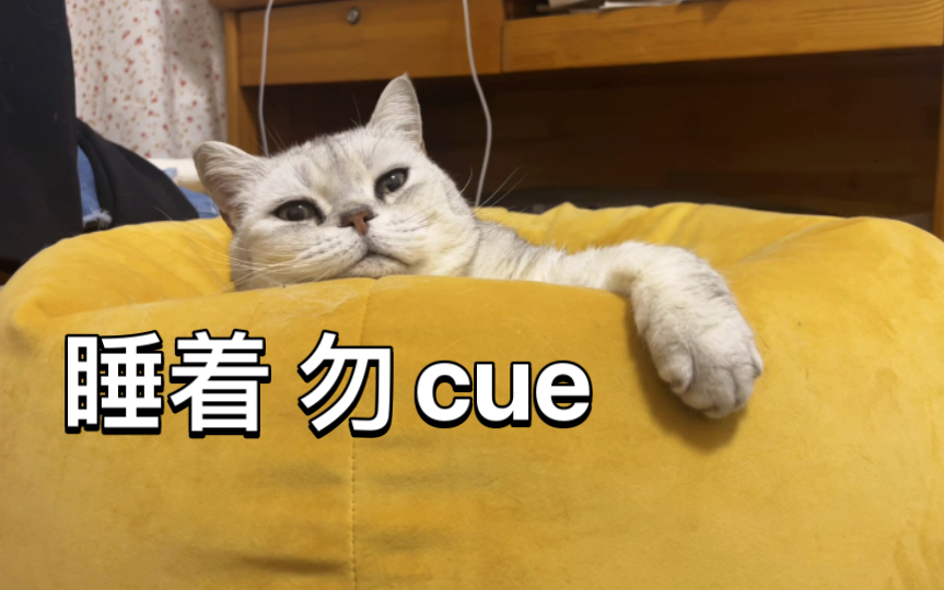 小猫咪在等我回家———猫:睡着 勿cue