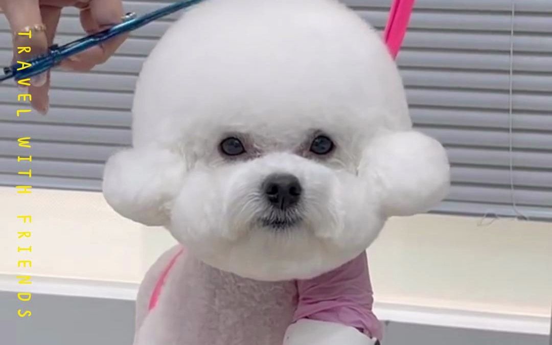 美容小记,比熊布朗熊造型推荐,乖乖不准动.