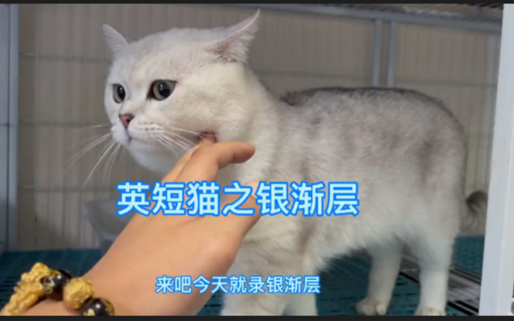 英短猫之银渐层:很多人分不清银渐层跟银点,长相非常相似哔哩哔哩bilibili