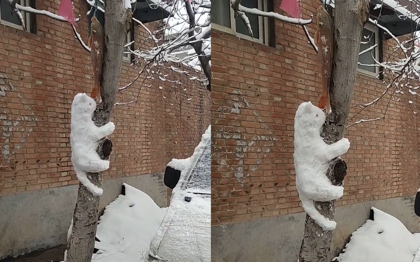 雪猫上树偷鱼图,栩栩如生获网友点赞:这猫就是有点怕太阳