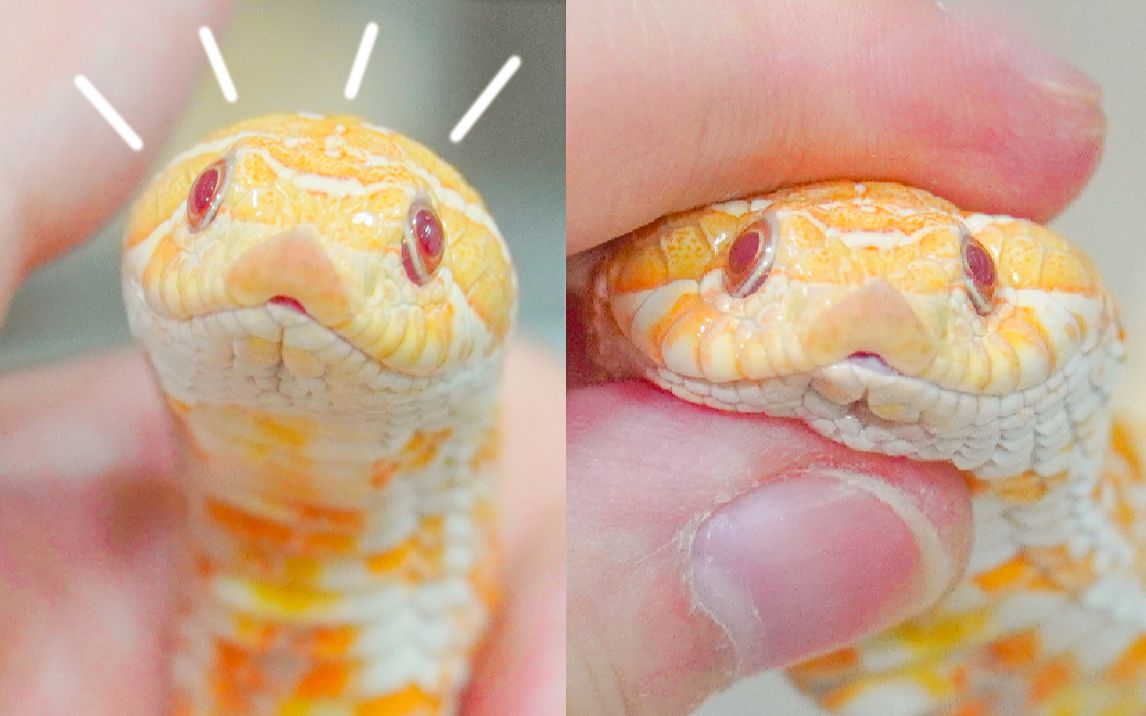 活动  把上次咬我的蛇头发剃光!捏起来好软糯!