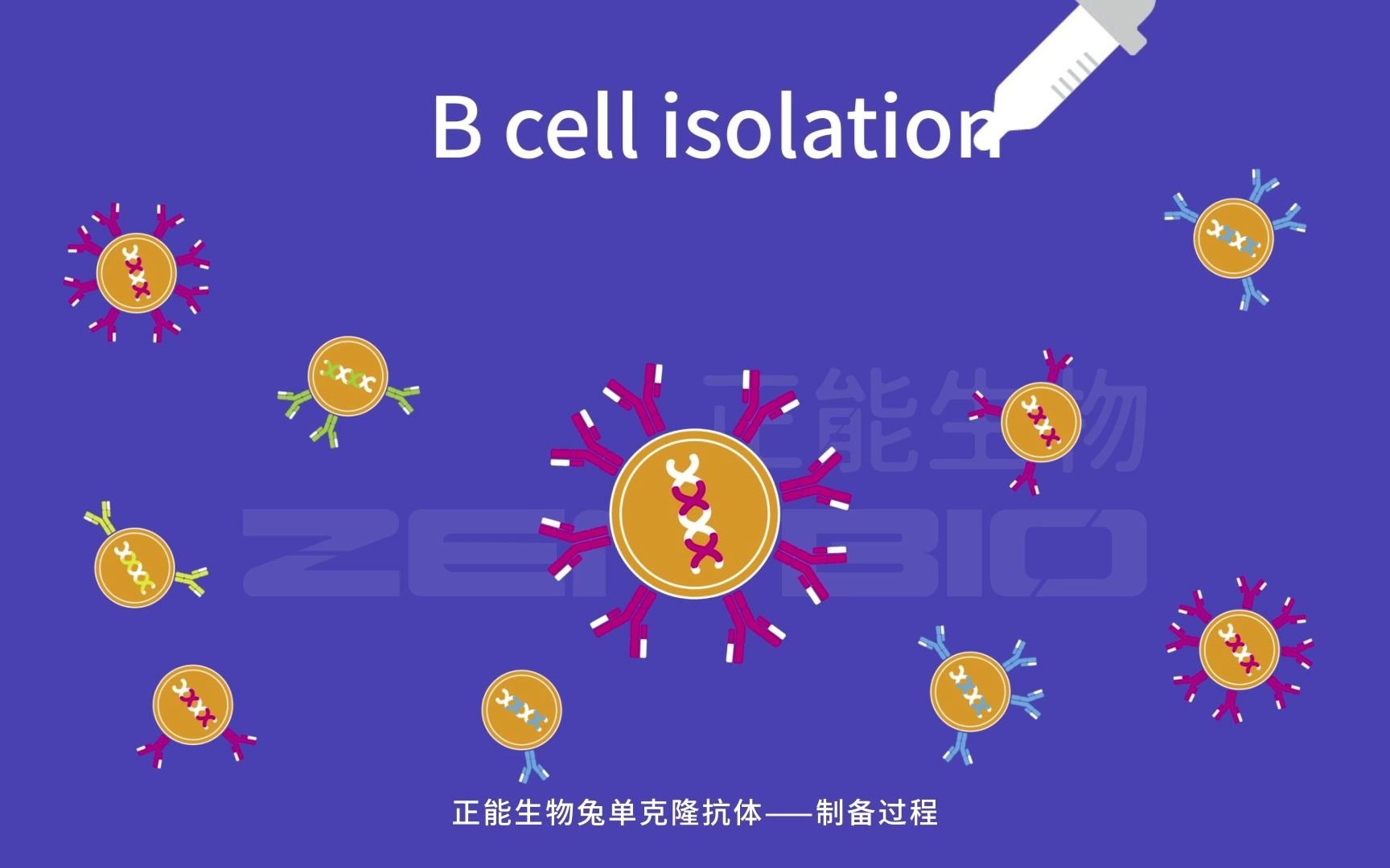 正能生物重组兔单克隆抗制备原理展示哔哩哔哩bilibili