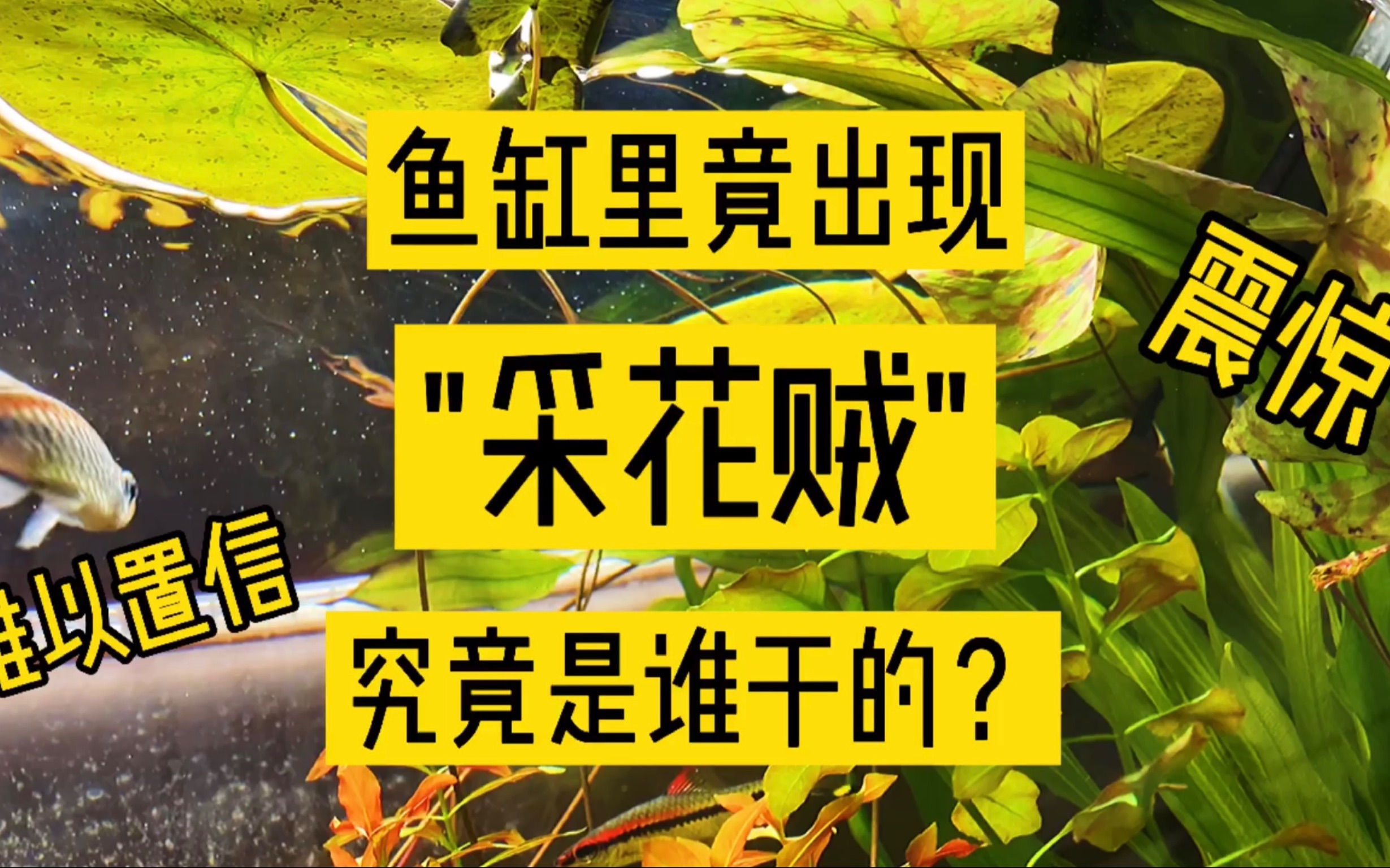 鱼缸里竟出现“采花贼”,到底是谁干的?哔哩哔哩bilibili