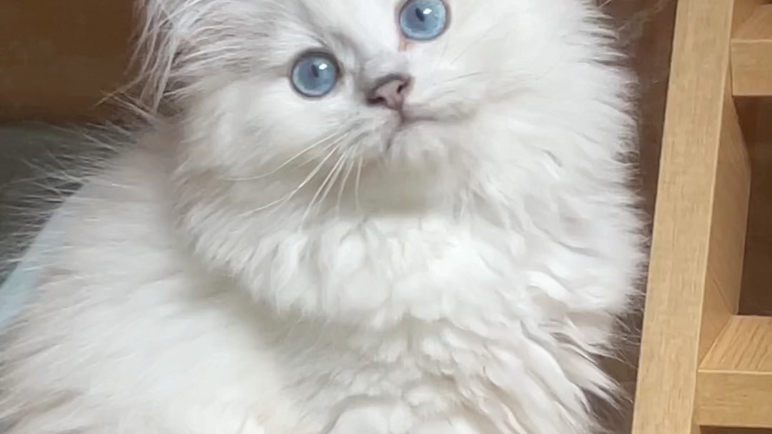 长毛银点长沙猫舍