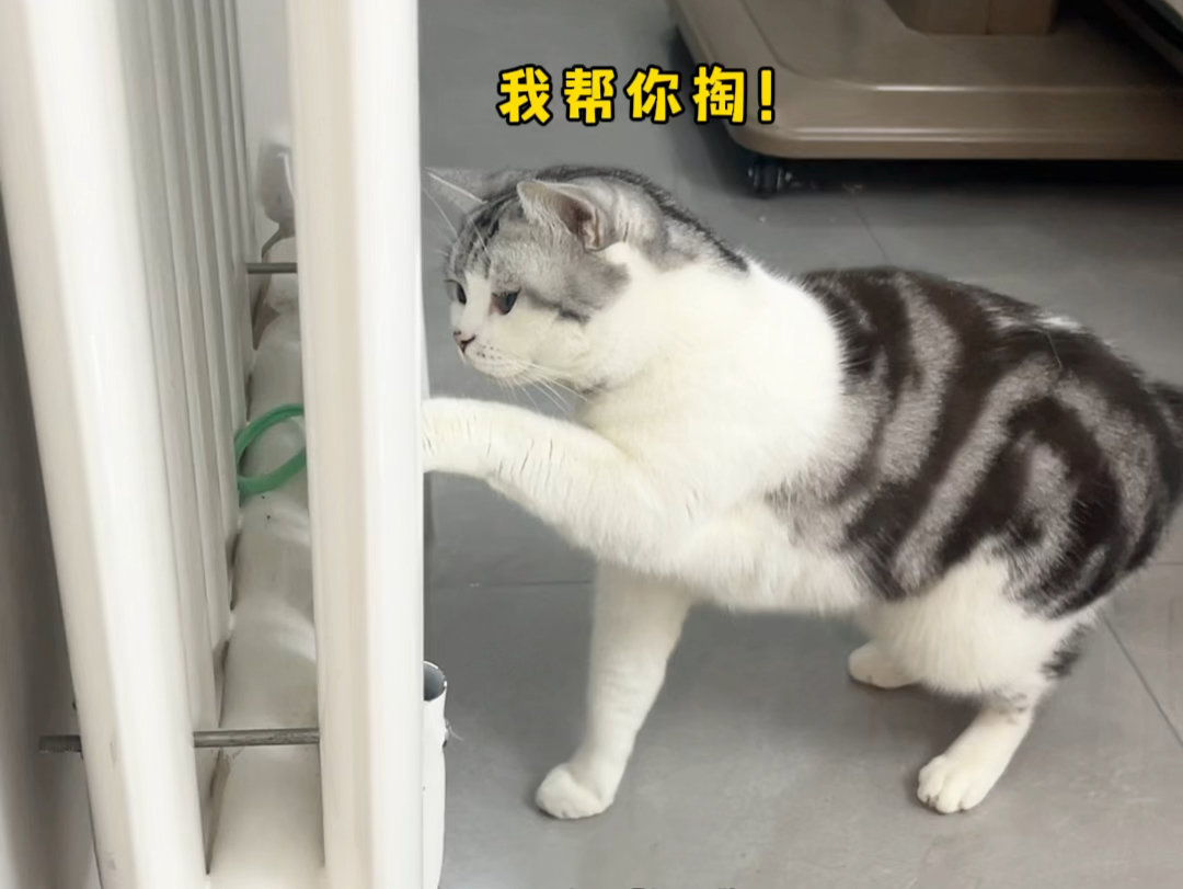 我的小猫真的太太太聪明了吧!!哔哩哔哩bilibili