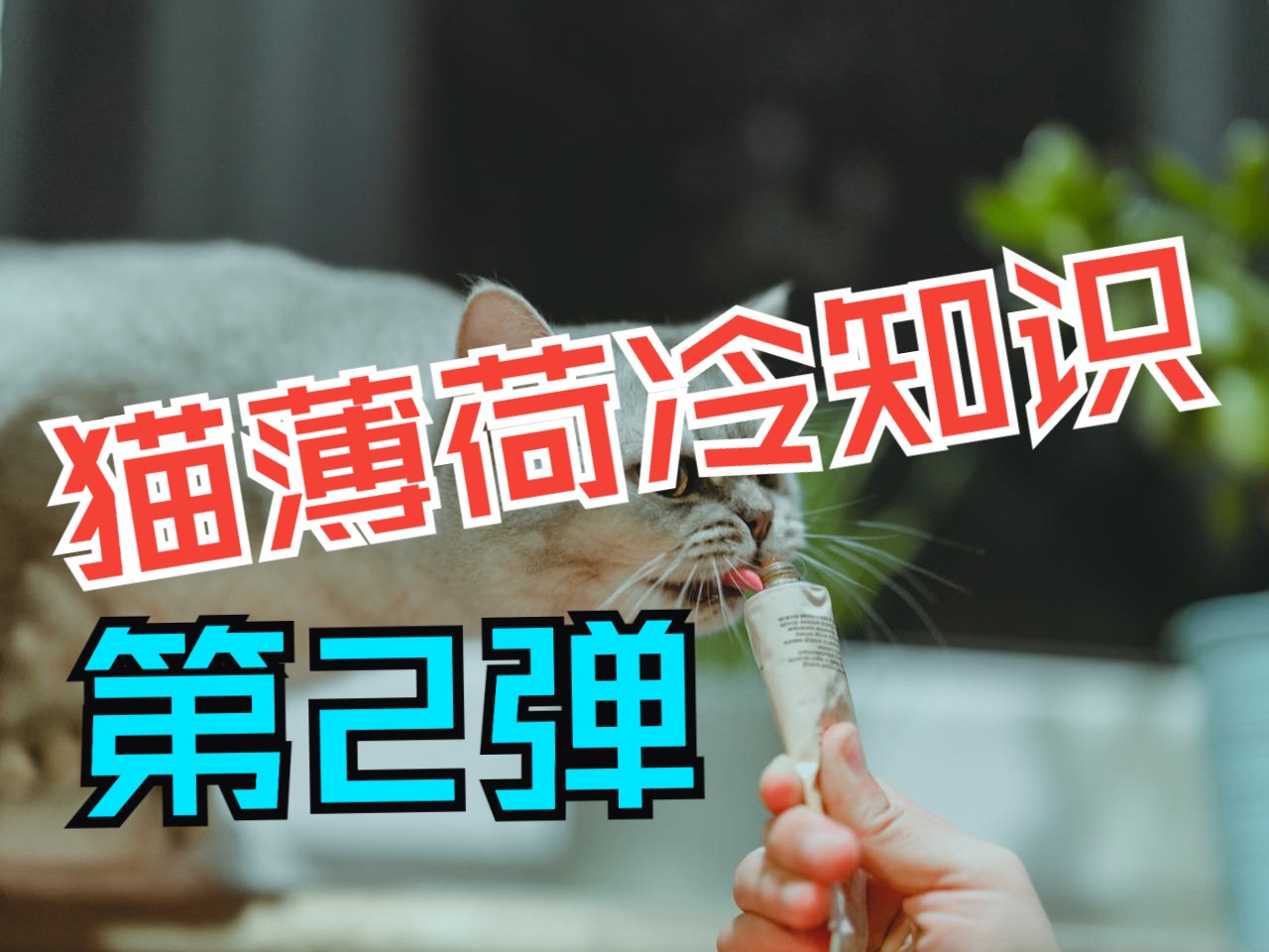 猫薄荷的冷知识(第2弹)哔哩哔哩bilibili