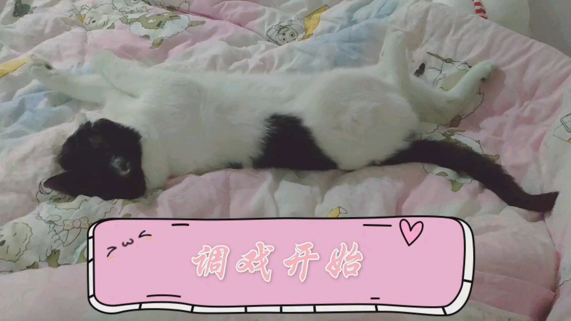 [图]【土猫哈哈哈】日常撸猫