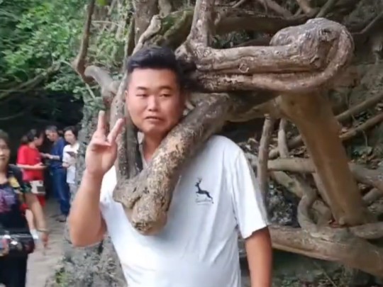 曾记否！头被树杈卡成景点的拍照小伙儿～人没逝，树也还在，只是树杈被捆绑了～