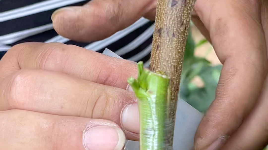 分享一种嫁接方法绿枝单芽腹接一分钟学会简单易操作