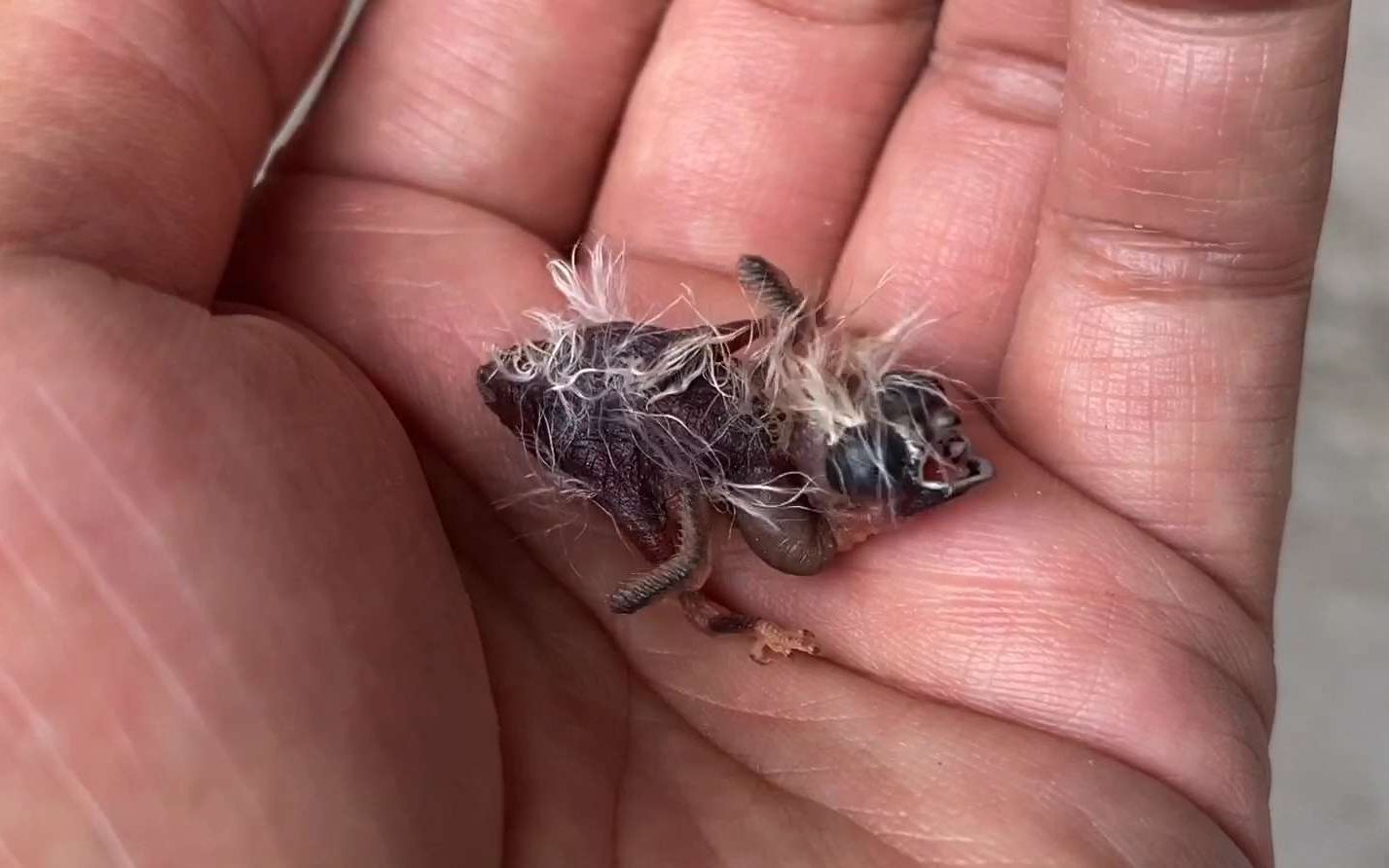 珍珠鸟出壳第五天,翅膀上已经长出羽毛