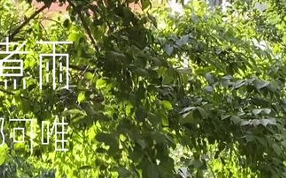 那个夏天好像已经是很久很久以前了.哔哩哔哩bilibili