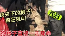 Download Video: 15斤的小土狗被卖肉，狗贩夹起狗子一击毙命，直接挂起来剥皮剔骨