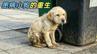 路边奄奄一息的患病小狗，遇上了心软的神，从此改变了狗生