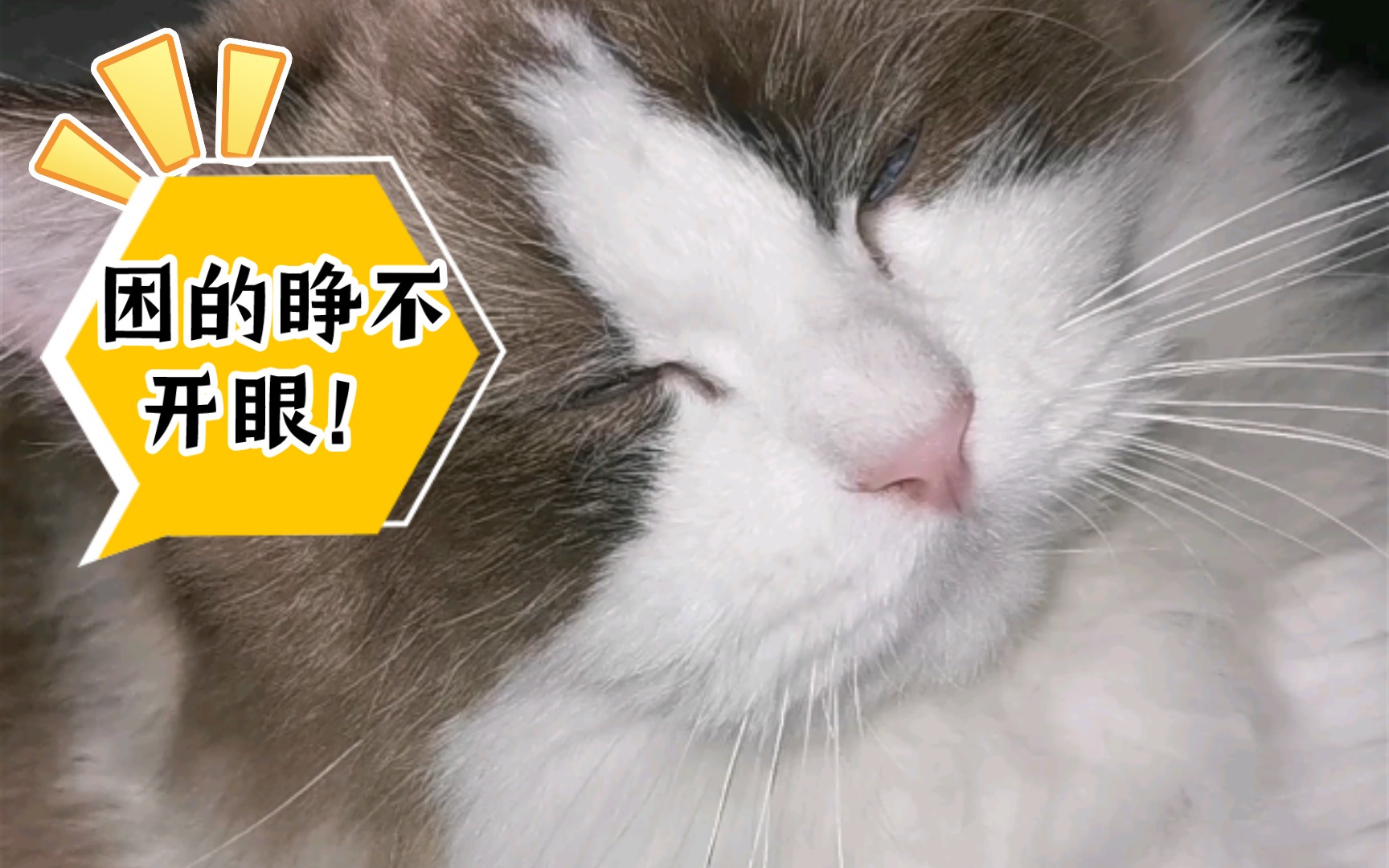 困的睁不开眼了