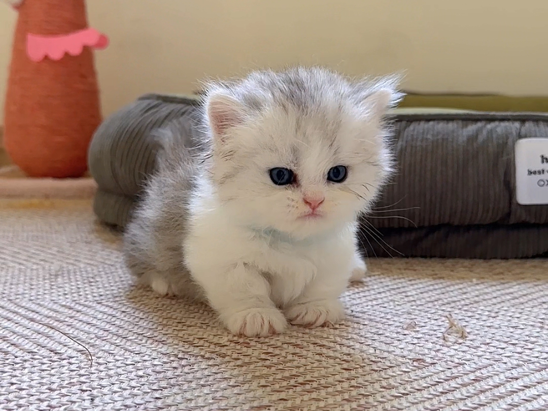 小奶猫不是仙女哦图片