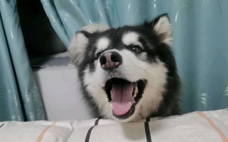 班戈:大家说班戈四月日记都要变周记了,今天班戈写三个补上