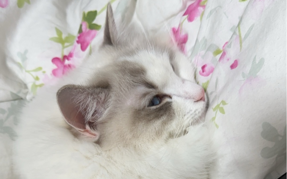 孩子静悄悄,必定在撒娇