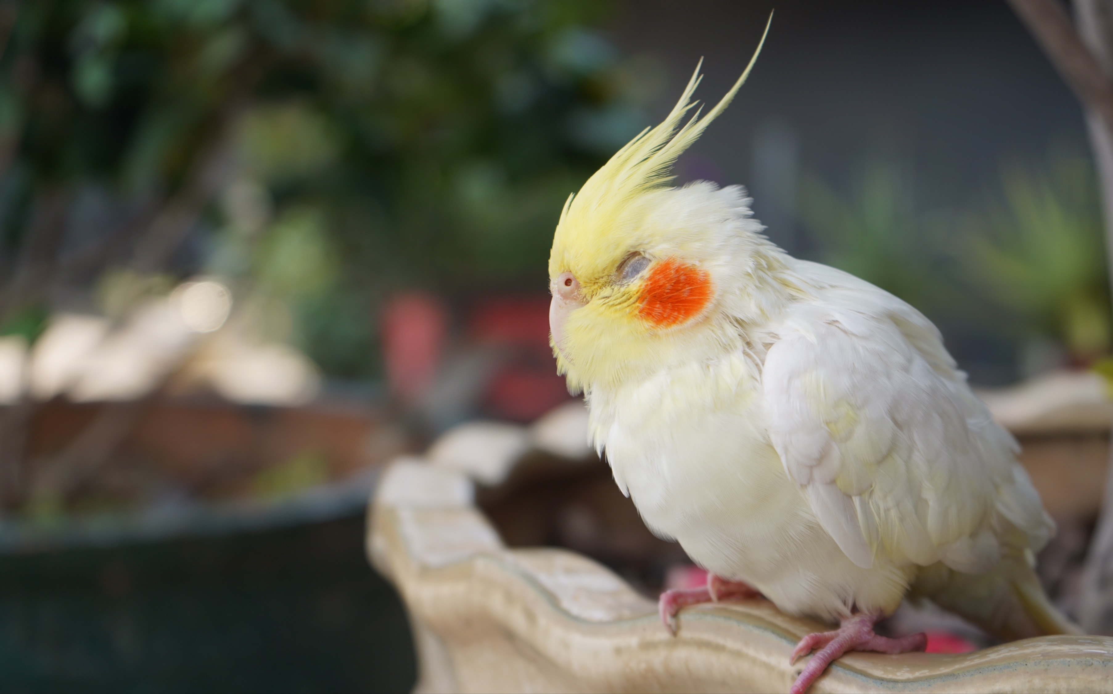 【玄凤】爱躺手爱睡觉是只懒鸡没错了