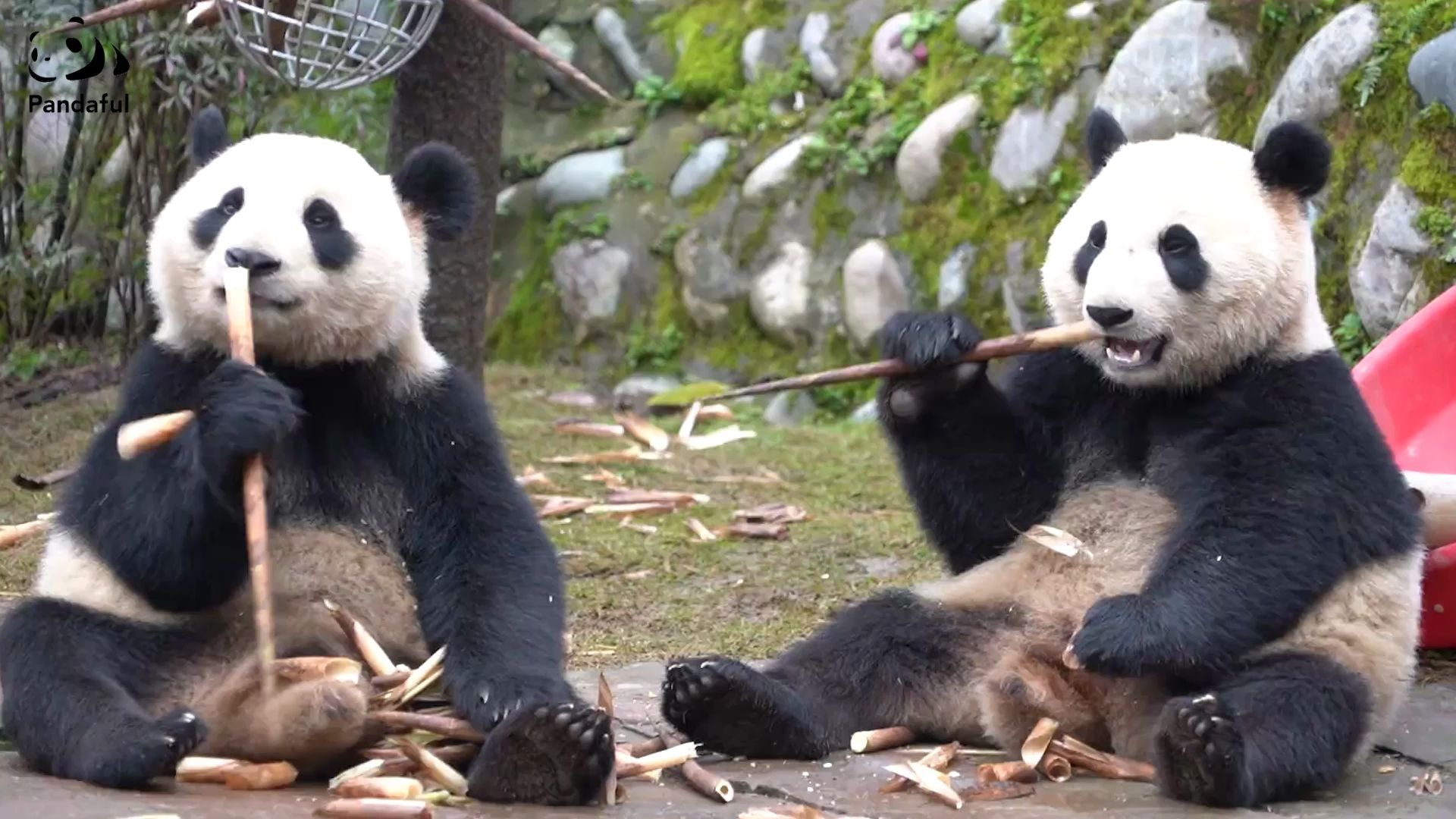 大熊猫吃东西时的样子图片