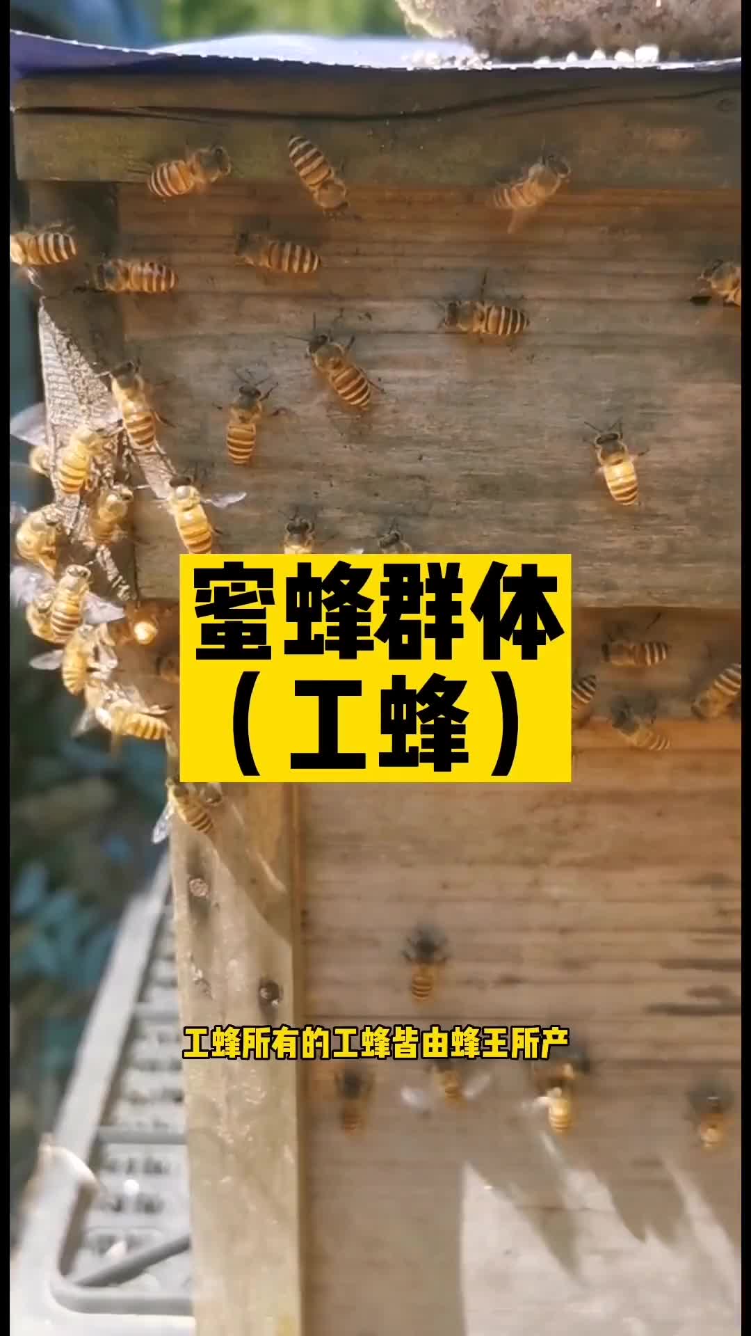 蜜蜂的群体,你知道工蜂是干什么的吗哔哩哔哩bilibili