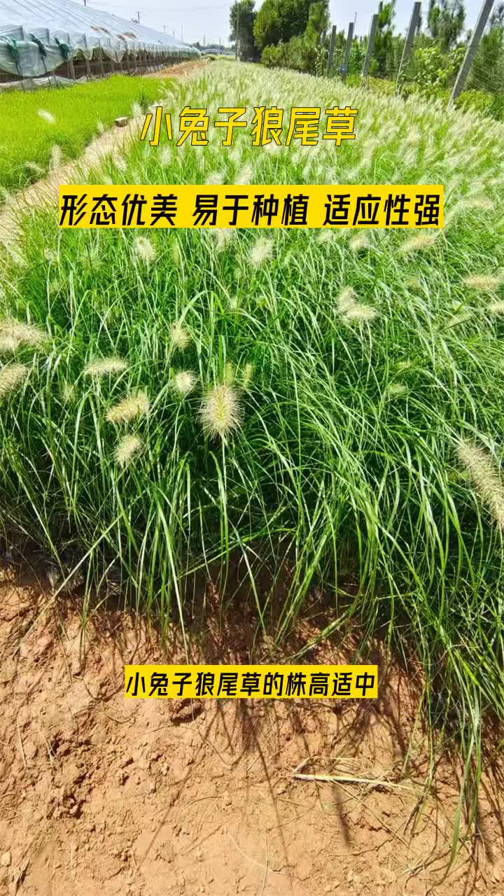 小兔子狼尾草基地"多年经验积累,草花品质有保障."让您享受购物的安心之旅.欢迎到公司实地考察. #江哔哩哔哩bilibili