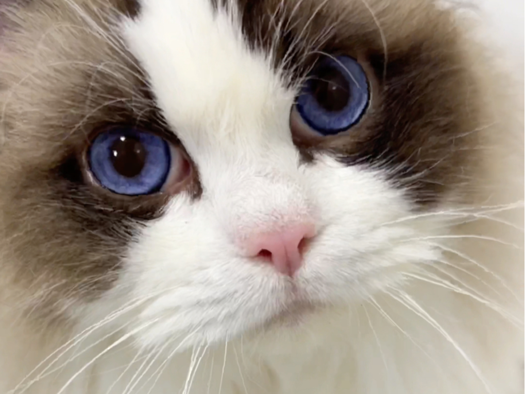 洗完miya满脑子都是拖拉机的声音