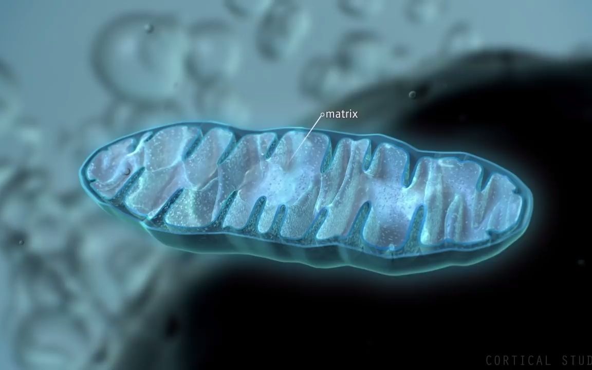 线粒体是如何产生能量的?英文视频how mitochondria produce energy