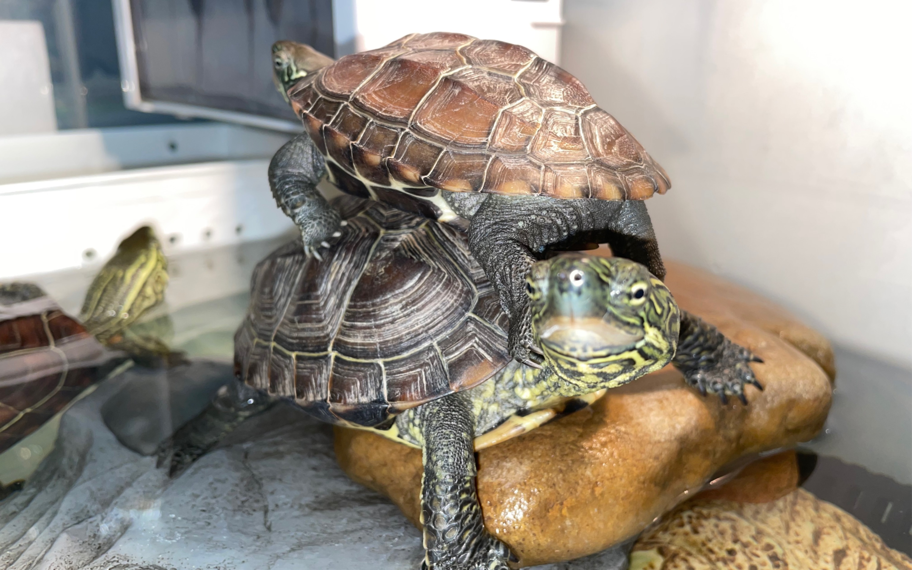 搜罗一些龟龟们叠高高的照片