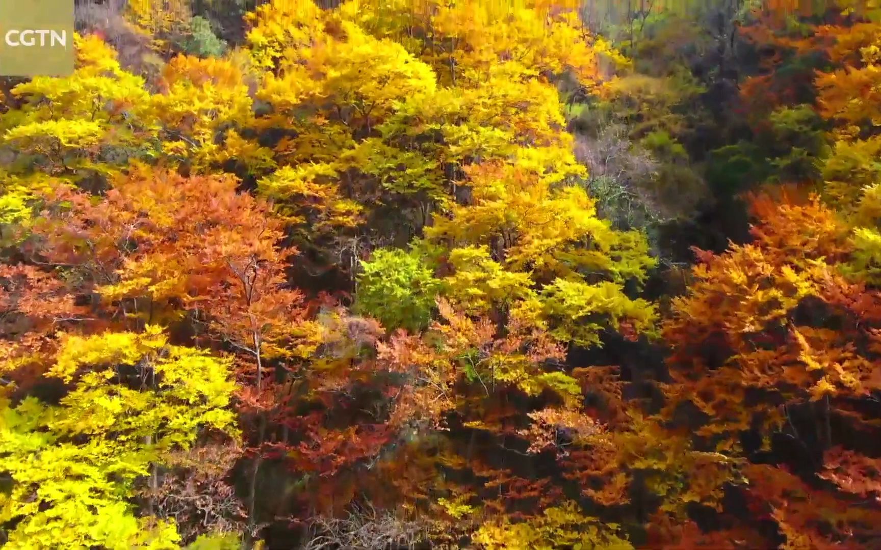 神农架国家公园 Shennongjia national park哔哩哔哩bilibili