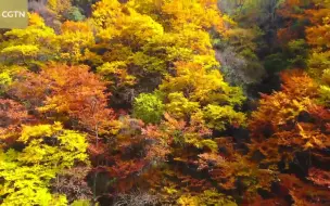 Скачать видео: 神农架国家公园 Shennongjia national park