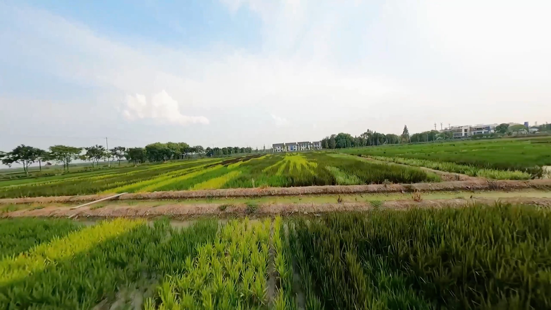 昆山市张浦镇尚明甸村稻田艺术