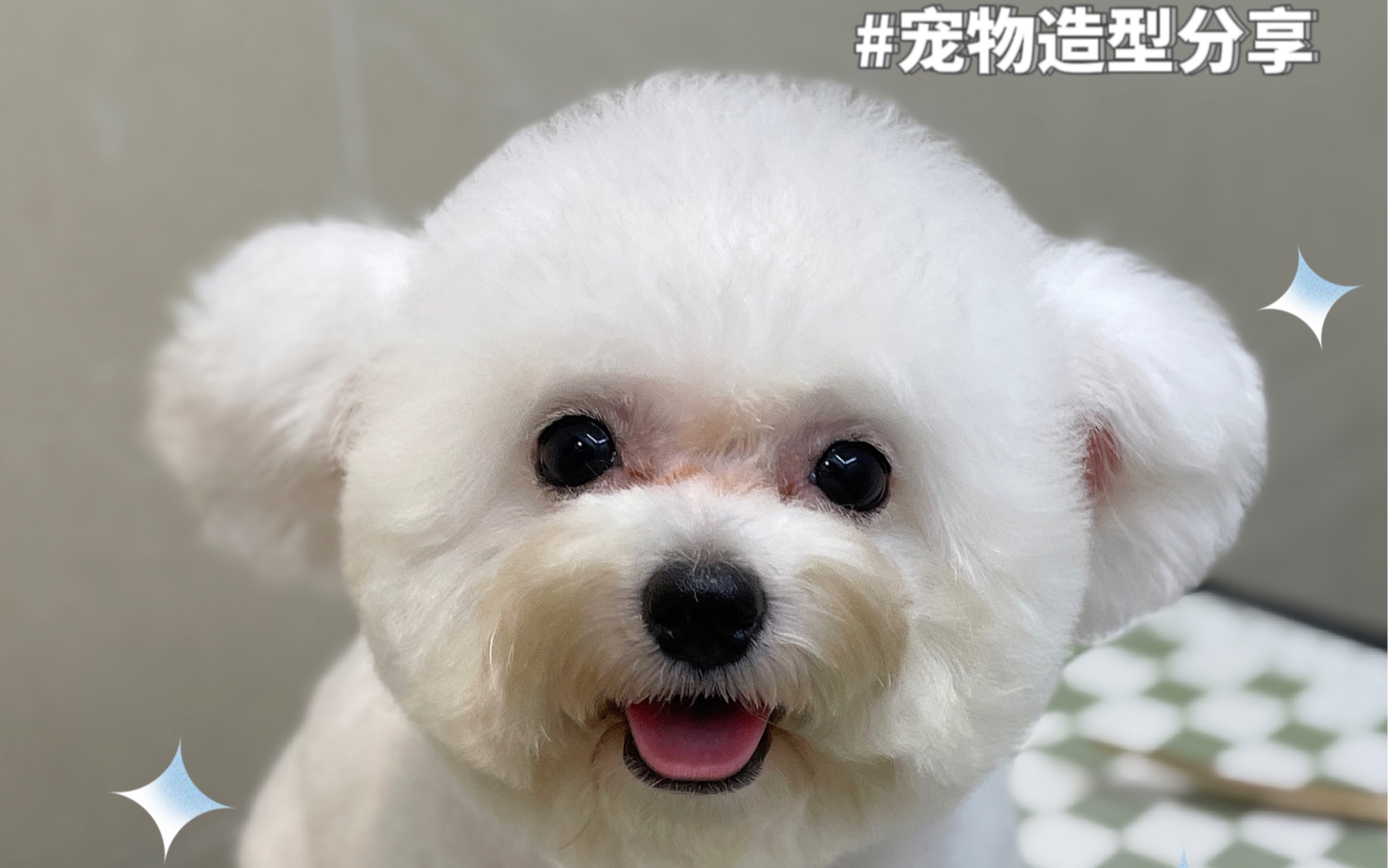 比熊米奇耳造型