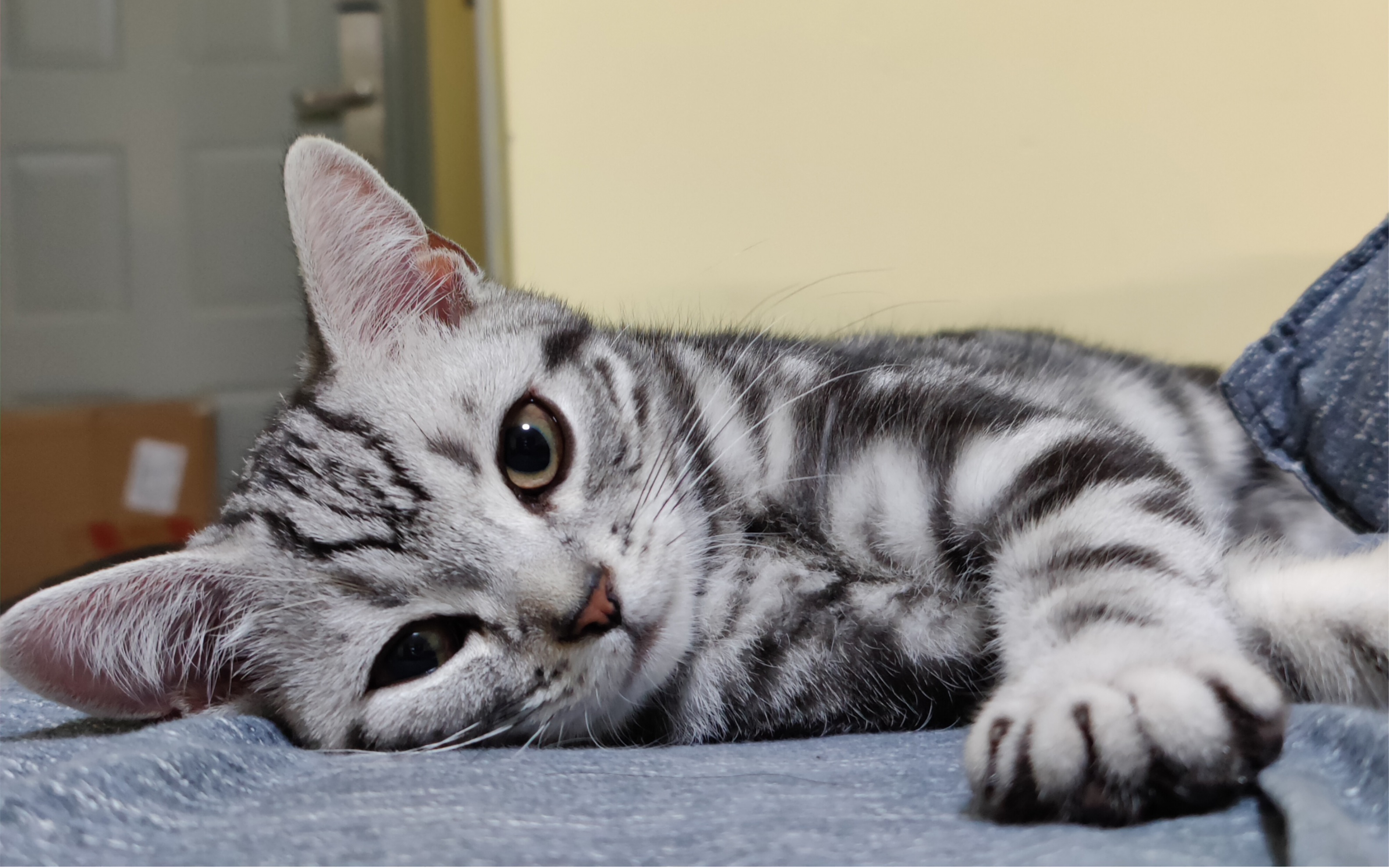 【撸猫】如果有人没撸过美短的话猫真的会难过的