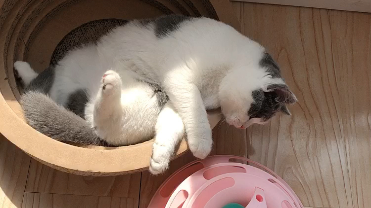 一只想玩玩具却又懒得动的肥猫