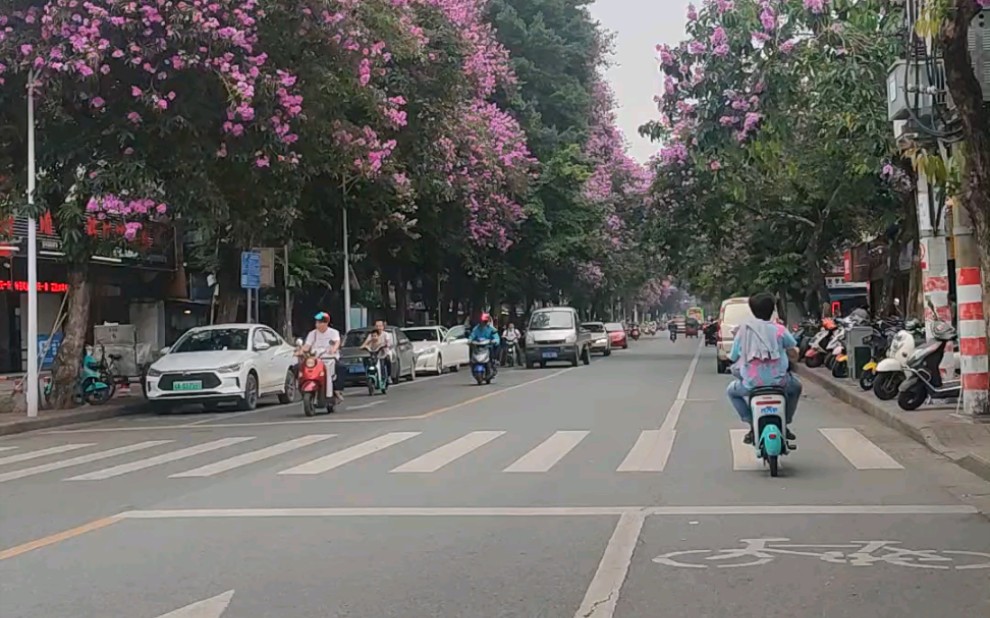 [图]中尧路紫荆花开一览～