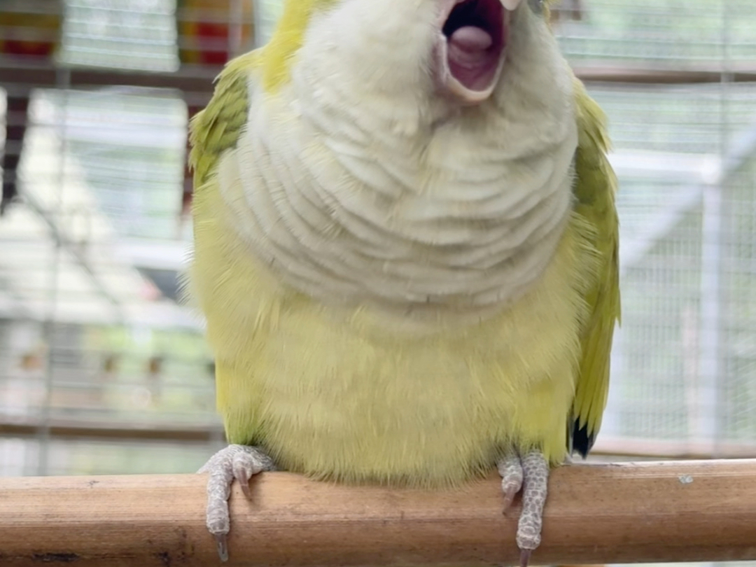 黄绿相间的鹦鹉们.好可爱啊!