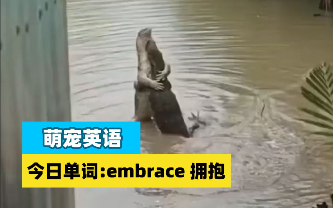 趣味学单词: embrace 拥抱哔哩哔哩bilibili