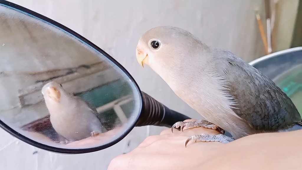 小鹦鹉第一次照镜子,照完鸟傻了!太憨了!