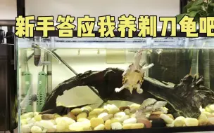 Download Video: 🐢剃刀龟怎么养｜最适合新手饲养的蛋龟之一