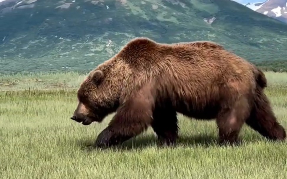 【半岛巨熊】最大亚种棕熊的压迫感 力量与强大的象征!