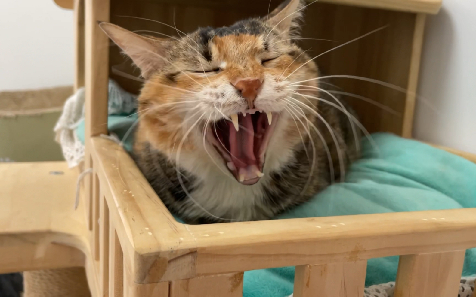 rua到咸鱼打哈欠