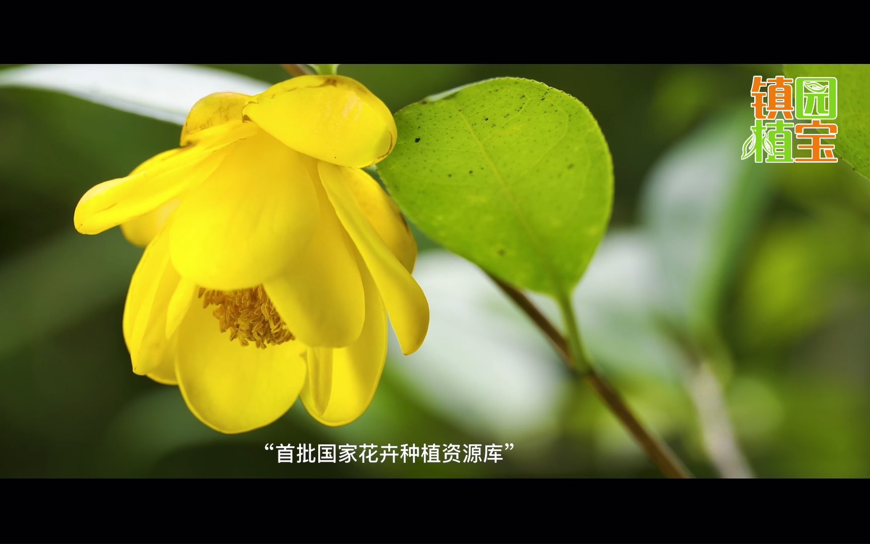 【镇园植宝】重庆南山植物园“镇园植宝”——山茶园古茶哔哩哔哩bilibili