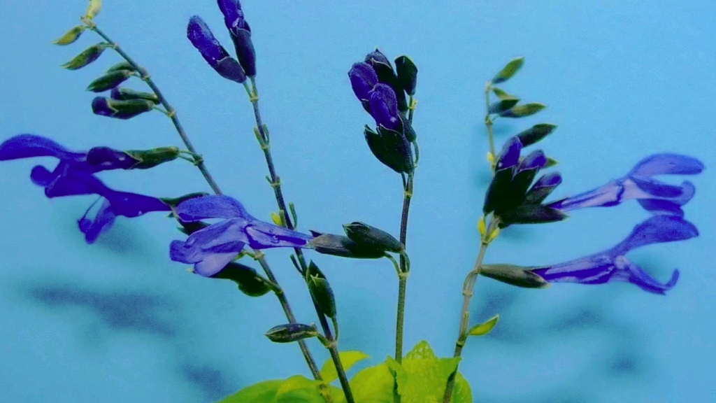 [图]【原创】【延时摄影】每天来看一朵花开/鼠尾草