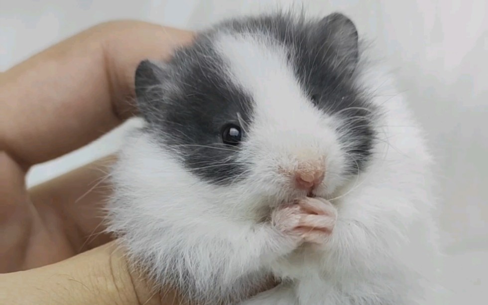 超级漂亮的黑眼线金丝熊!_哔哩哔哩_bilibili