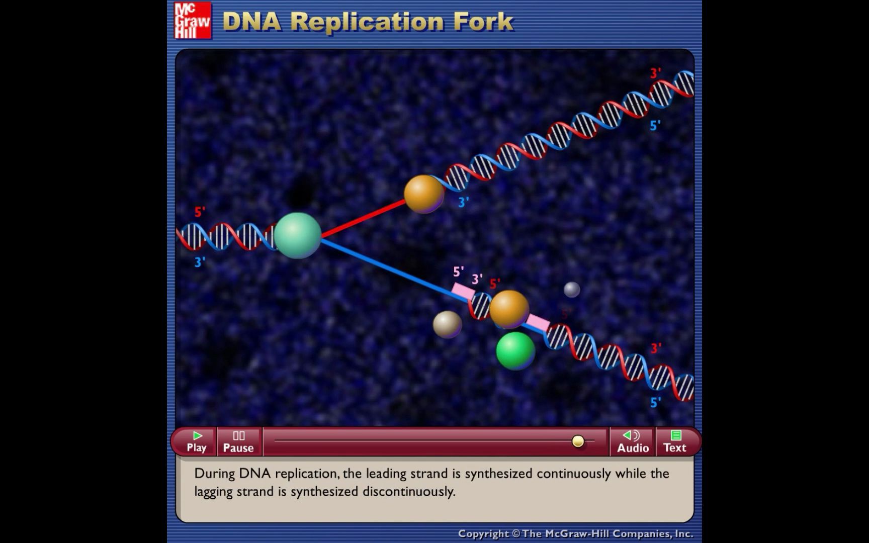 replication fork图片